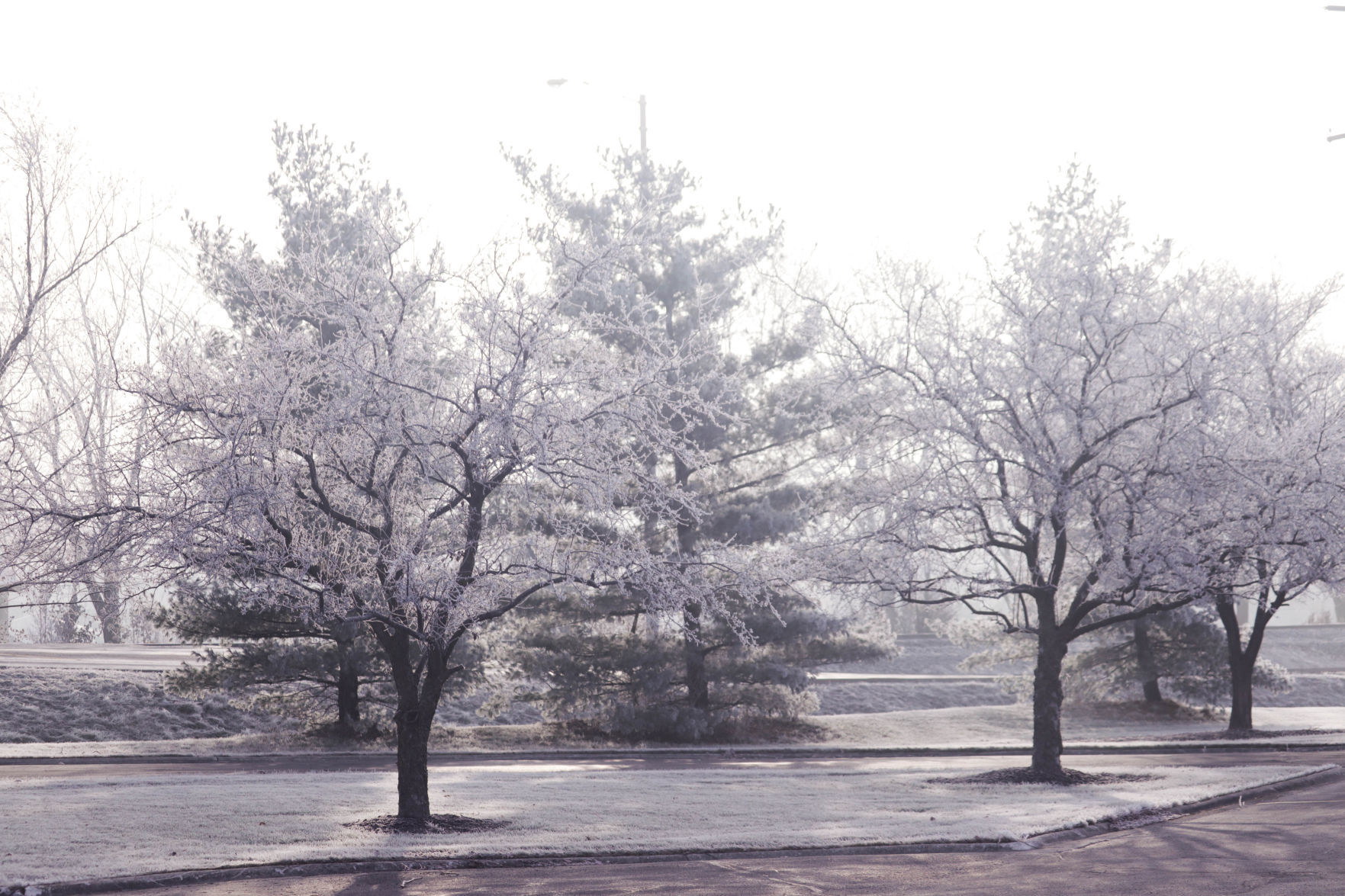 Frosty morning
